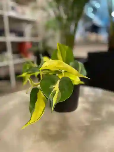Philodendro Cordatum