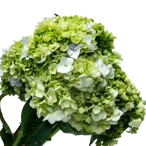 Hortensias Verde X6