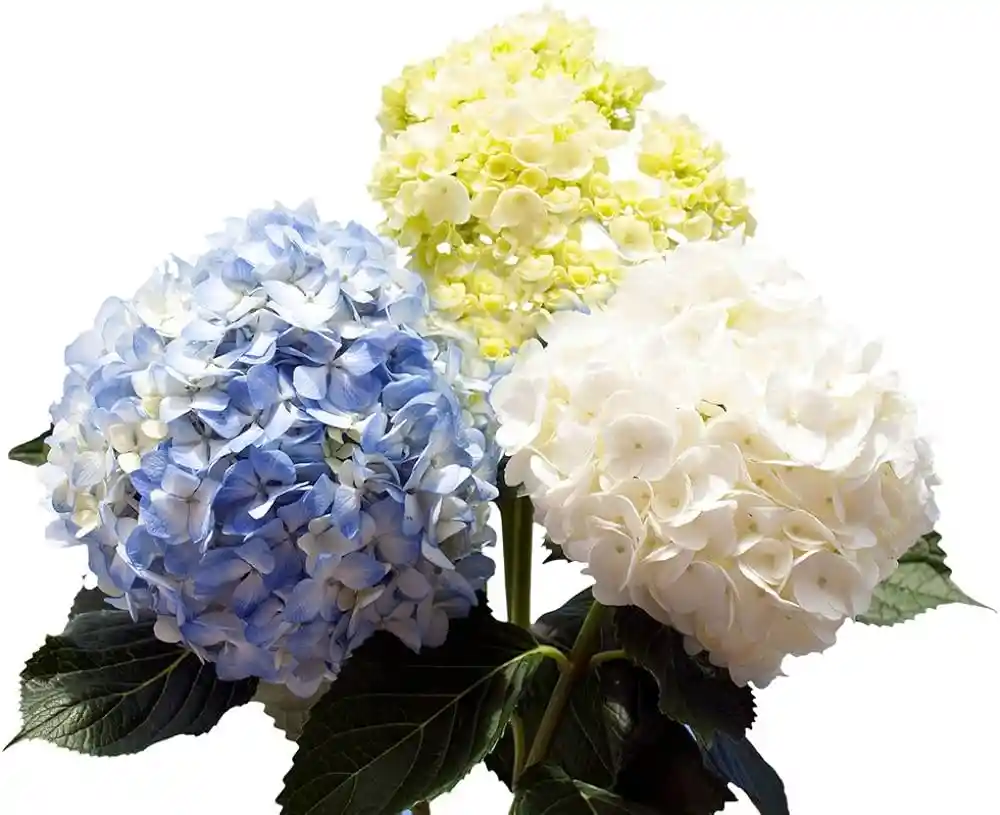 Hortensia X3