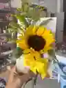 Girasol En Tarjeta