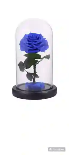Rosa Encantada