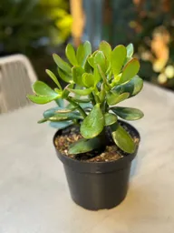 Jade