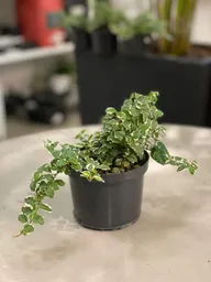 Ficus Rastrero