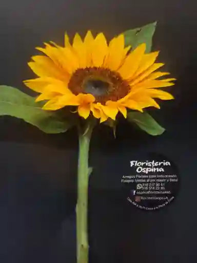 Solo Un Girasol