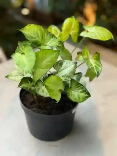 Mini Singonio