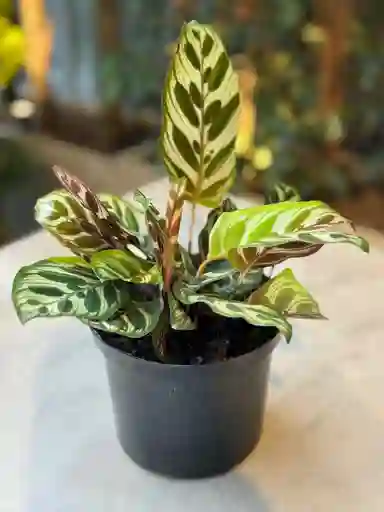 Calathea Maconyana