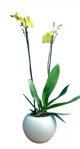 Orquidea Flor Amarilla 2 Varas