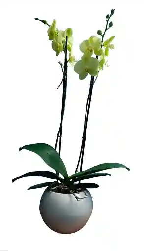 Orquidea Flor Amarilla 2 Varas