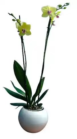 Orquidea Flor Amarilla 2 Varas