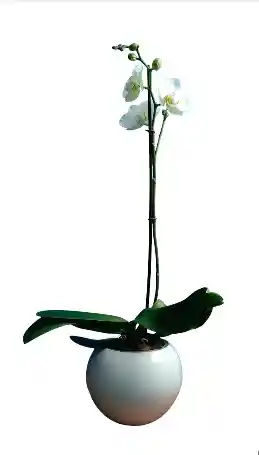 Orquidea 1 Vara