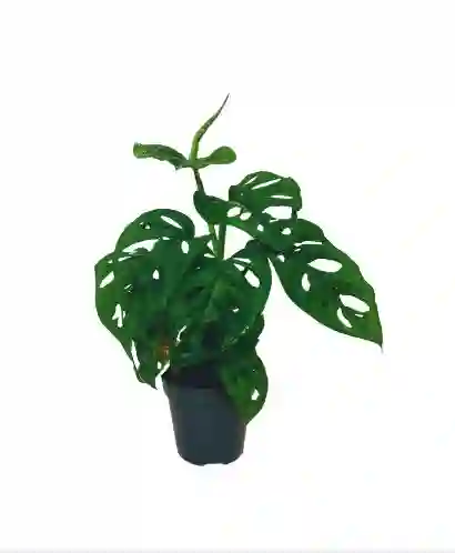Hoja Rota
