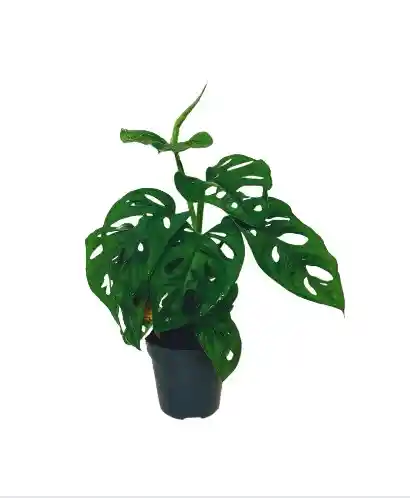 Hoja Rota
