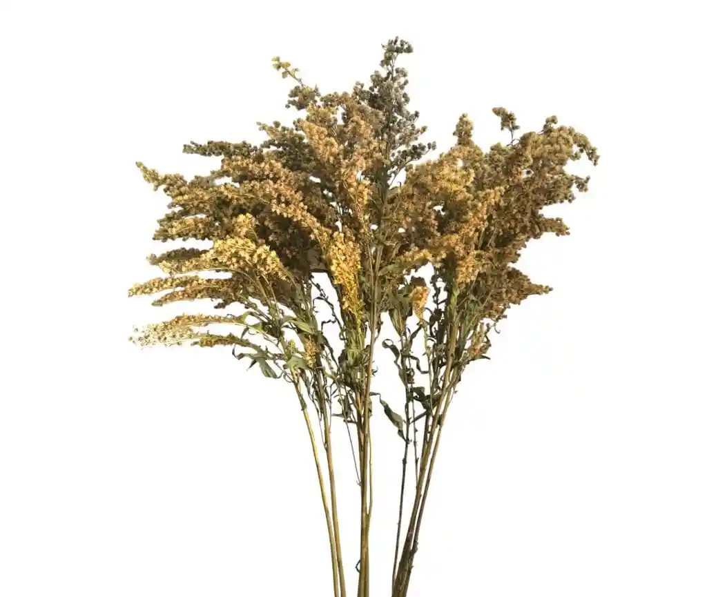 Solidago Seco