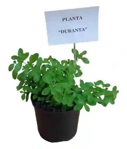 Planta Duranta