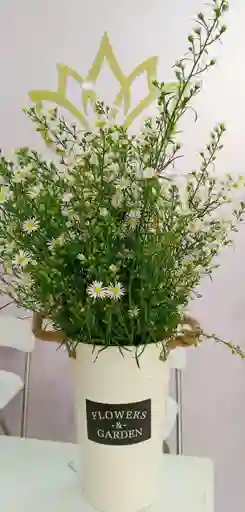 Aster