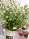 Aster