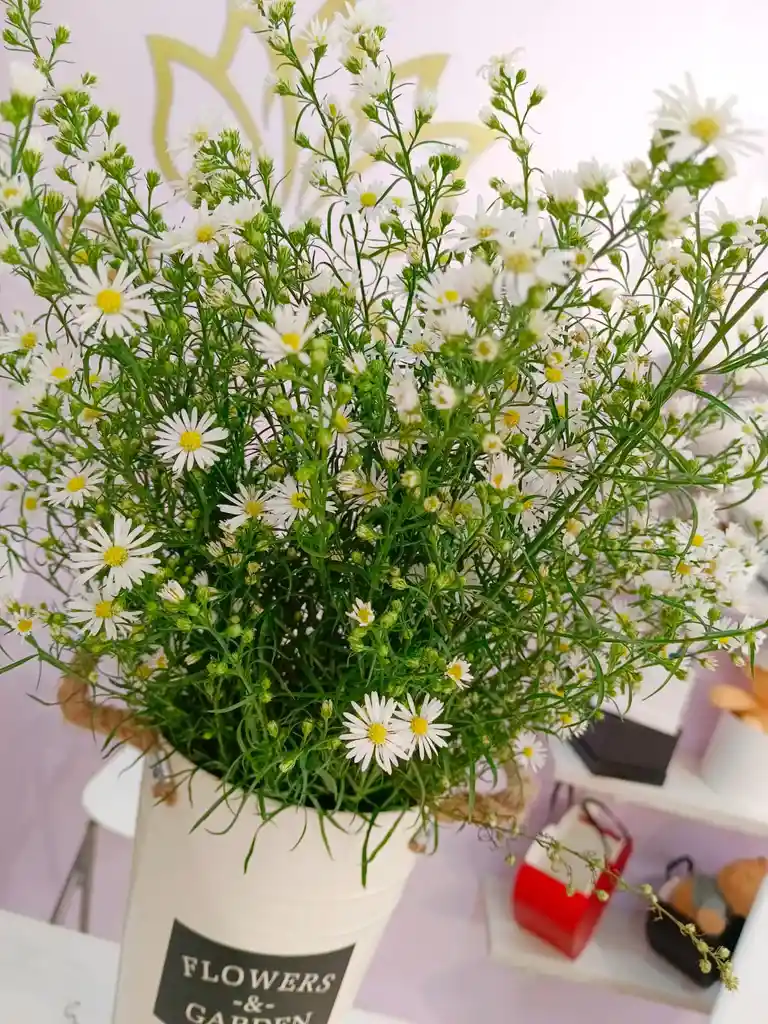 Aster