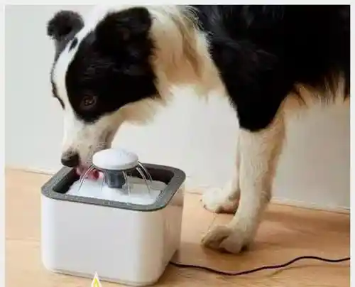 Fuente De Agua Para Gatos Perros Bebedero Para Mascotas