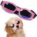 Gafas De Sol Para Perros Pegables Protección Uv