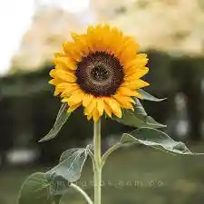 Girasol