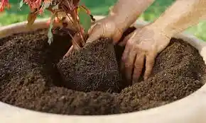 2 Und Tierra Abonada Plantas Todo Tipo Cultivos Crecimiento Abono 5kg