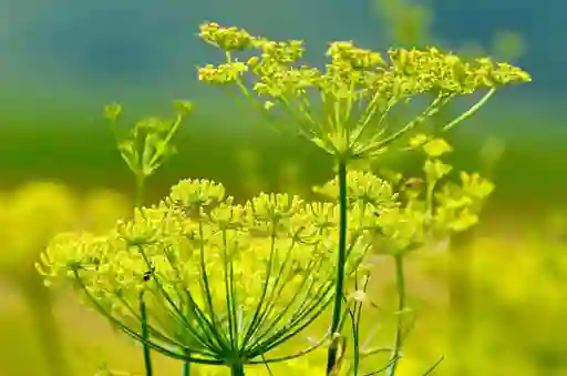 Semillas Hinojo Jardin Cultivo Planta Aromatica