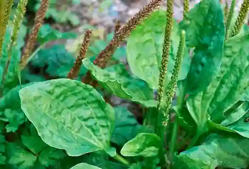 Semillas Llantén Fruta Arbol Jardin Cultivo Planta Aromatica