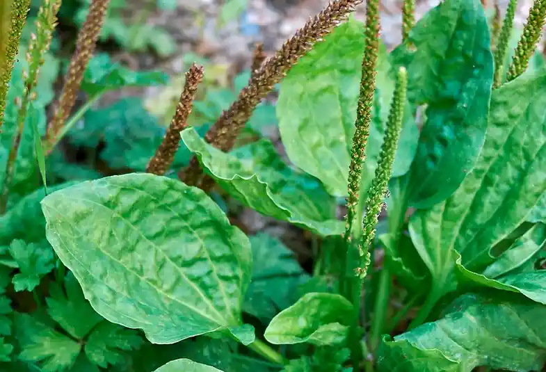 Semillas Llantén Fruta Arbol Jardin Cultivo Planta Aromatica