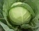 Semillas Repollo Bola Verde Planta Cultivo Siembra Hogar Hortaliza