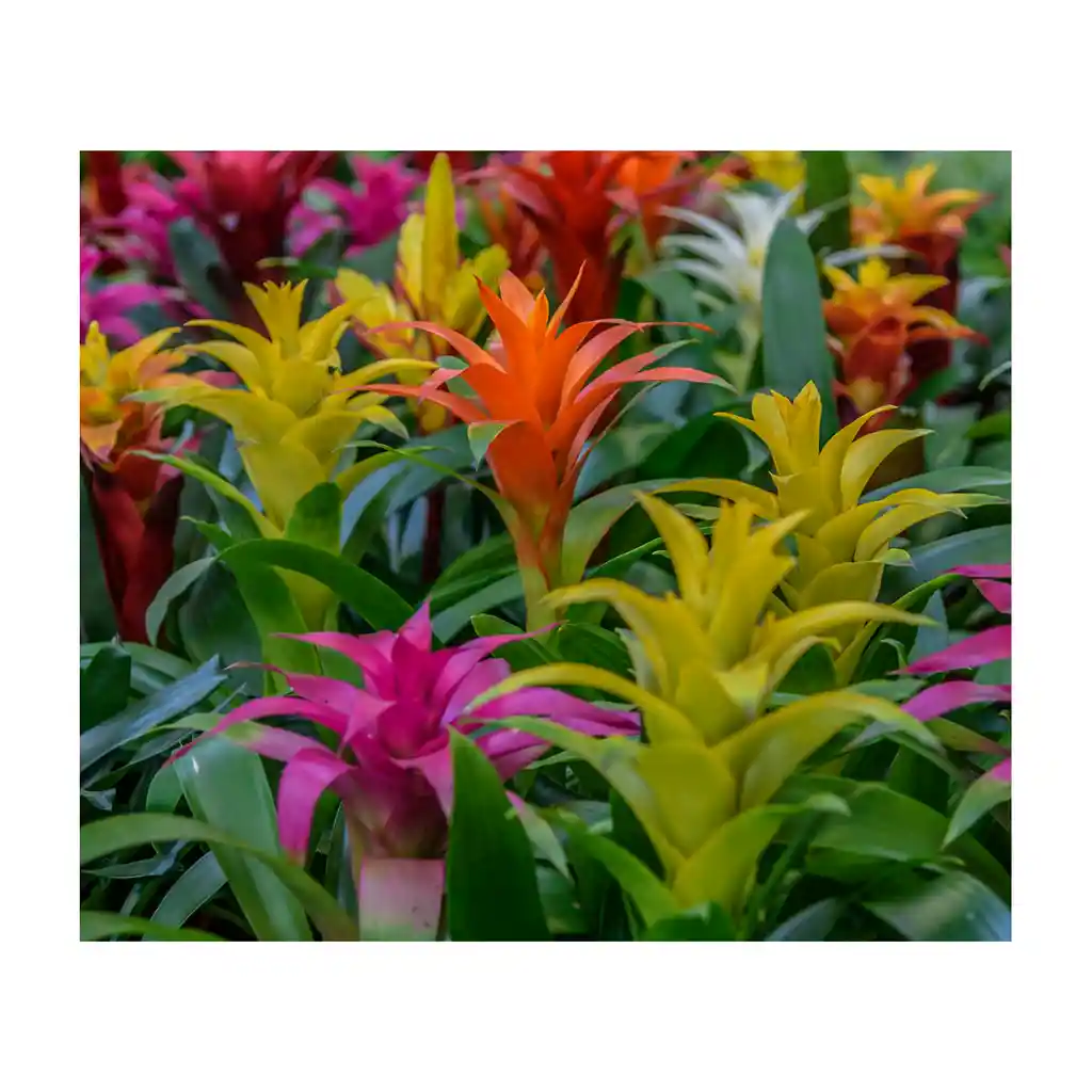 Semillas Bromelia Planta Siembra Cultivo Casa Hogar