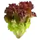 Lechuga Crespa Morada