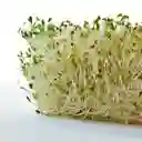 Semillas Alfalfa Gastronomia Vegano Vegetal Comida Jardin Germinado