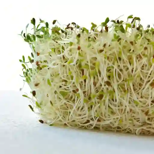 Semillas Alfalfa Gastronomia Vegano Vegetal Comida Jardin Germinado