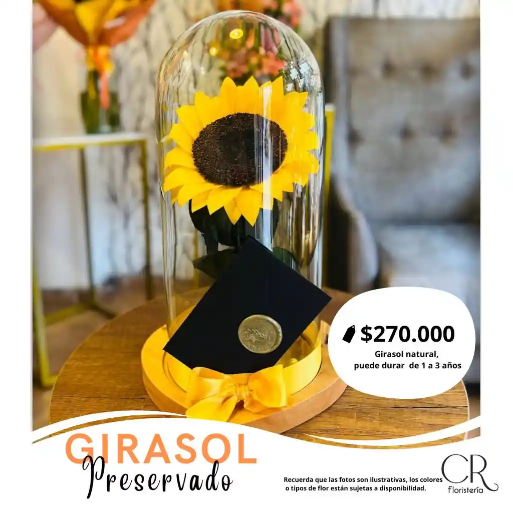 Girasol Preservado