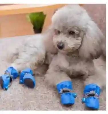 Botas Para Mascotas Talla 4 Paquete X 4 Un Rf Pa47