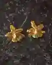 Aretes Orquidea Odontoglossum Esmeralda Saucos