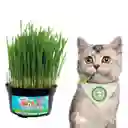 Pasto Gatuno Gato Mascota Felino Casa Planta Hierba Cesped Monte Kit Siembra + Matera