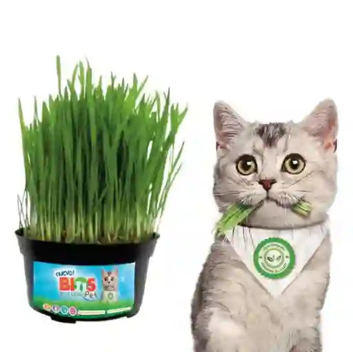 Pasto Gatuno Gato Mascota Felino Casa Planta Hierba Cesped Monte Kit Siembra + Matera