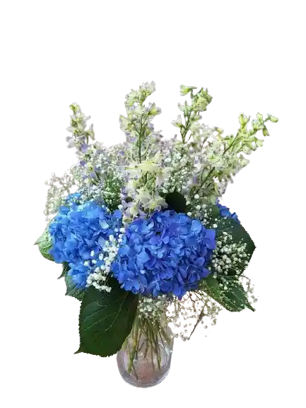 Hortensias En Flor