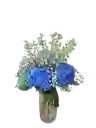 Hortensias En Flor