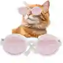 Gafas De Sol Disfraz Para Gatos