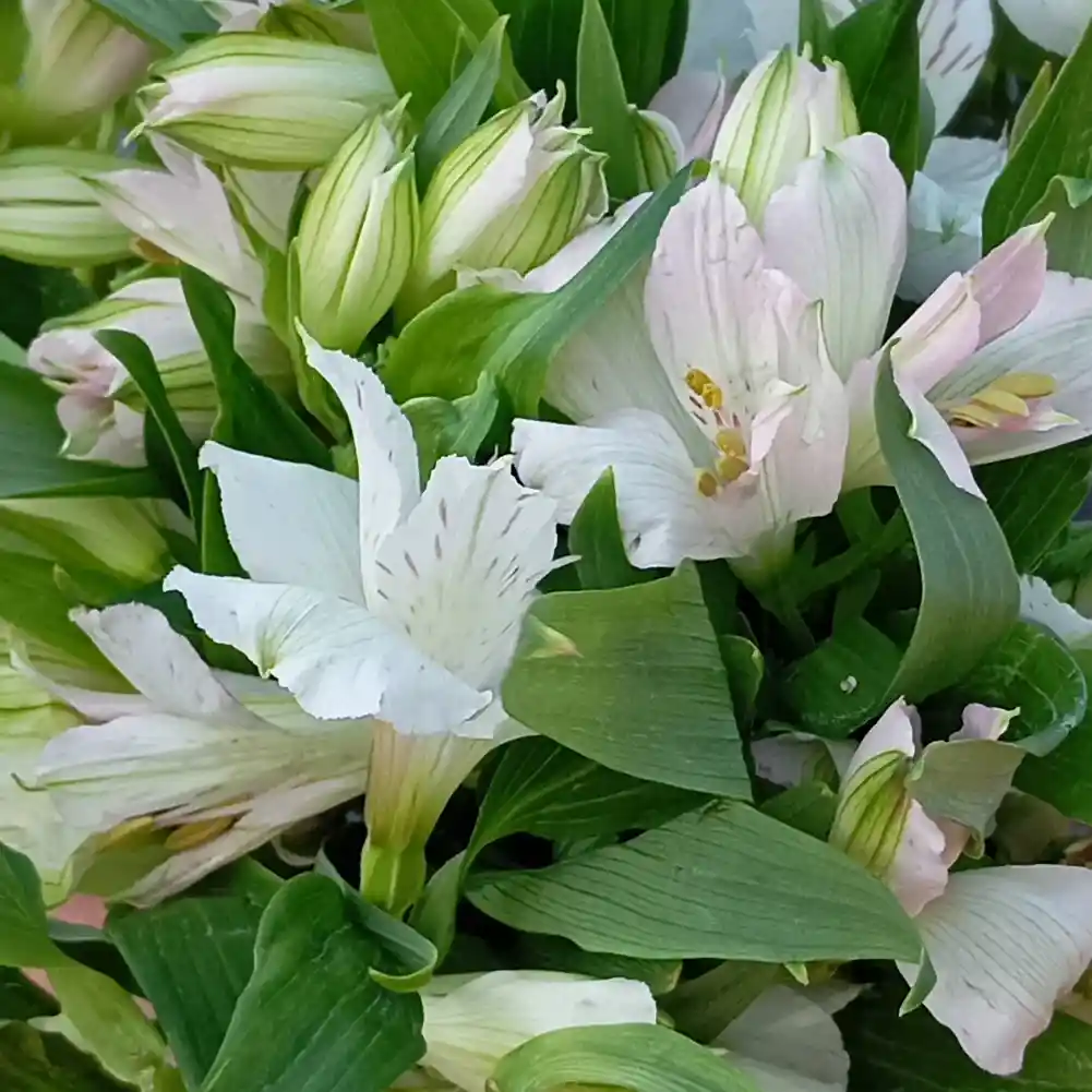 Astromelias Blancas