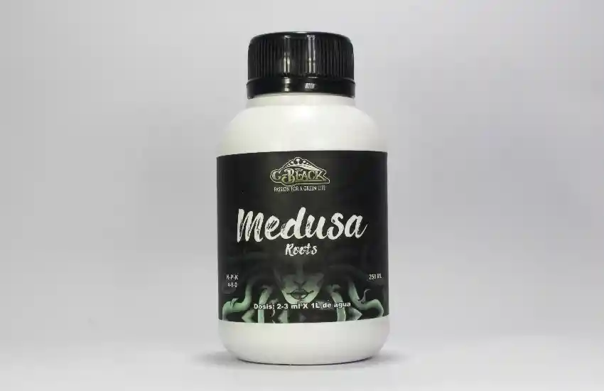 Medusa Roots