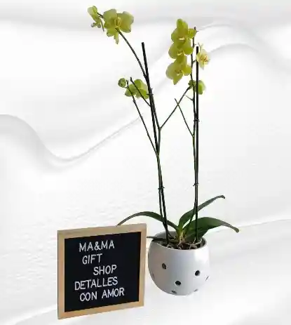 Orquidea Con Matera 2 Varas