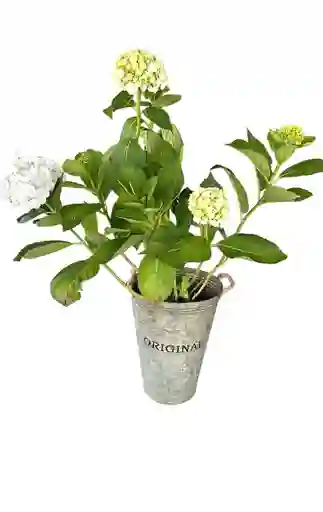 Planta Hortensia En Balde De Vintage