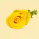 Rosa Individual Color Amarillo