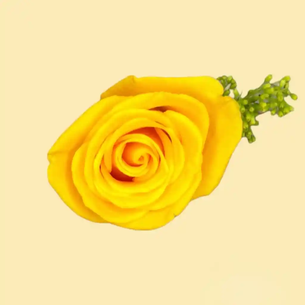 Rosa Individual Color Amarillo