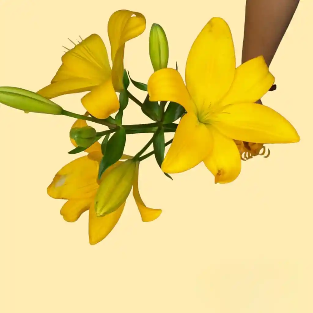 Lirio Individual Color Amarillo