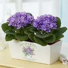 Caja De Hortensias Moradas