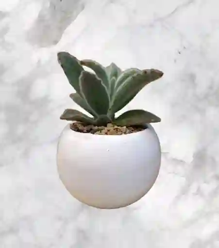 Planta Suculenta En Matera De Ceramica Blanca